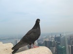 manzoNYIMG_0364.jpg